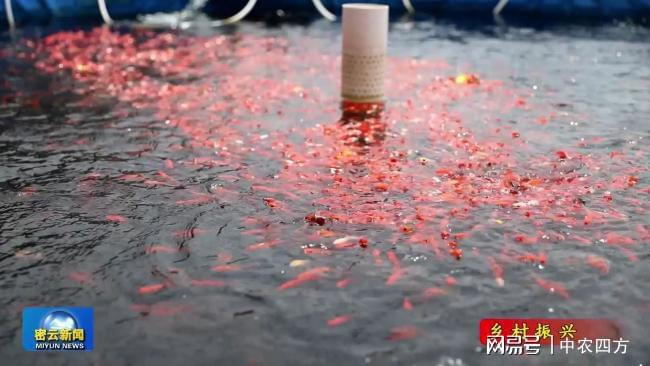密云区蜗牛小镇：打造生态科普农米乐M6 米乐业园规划设计案例(图3)
