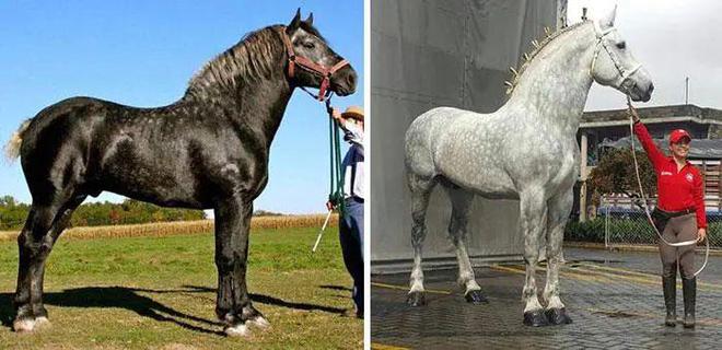 米乐 M6米乐32张罕见的图片飞机起飞时横穿马路2000年前的匕首(图6)