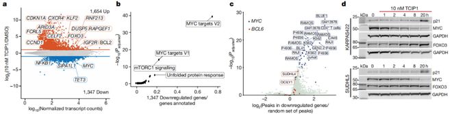 米乐 M6米乐Nature重磅：重启癌细胞的凋亡过程为抗癌药物设计提供全新策略(图4)
