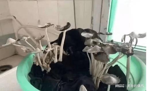 大学宿舍“寒酸”程度排名 上学堪比荒岛求生 部分图片让人不适米乐 M6米乐(图3)